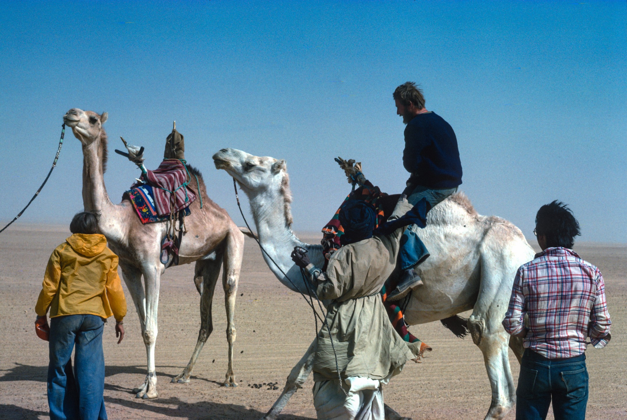 Camels in Niger