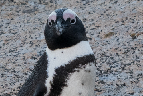 African Penguin at Boulders Beach, South Africa