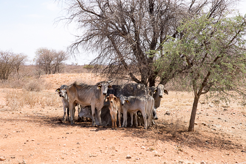 Cattle squeeze into the small area of shade