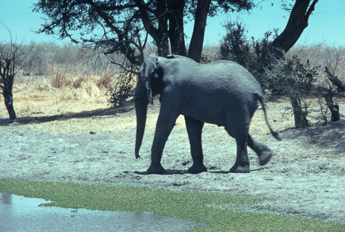 Elephant arrives at waterhole