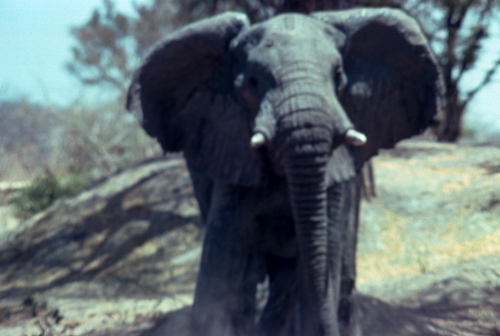 Elephant at waterhole approaches