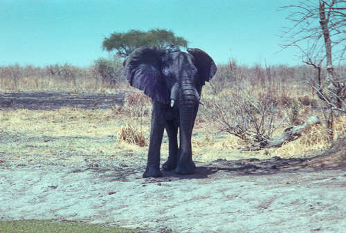 Elephant at waterhole spots us