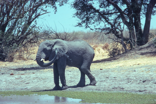 Elephant washes at waterhole