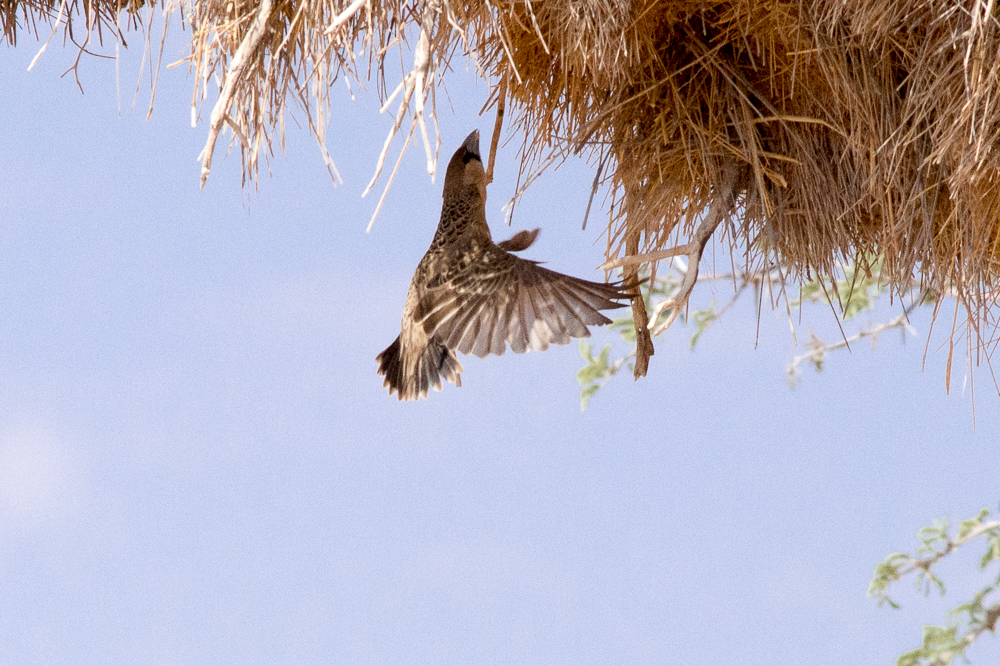 Sociable weaver flying up into its nest final approach 1m