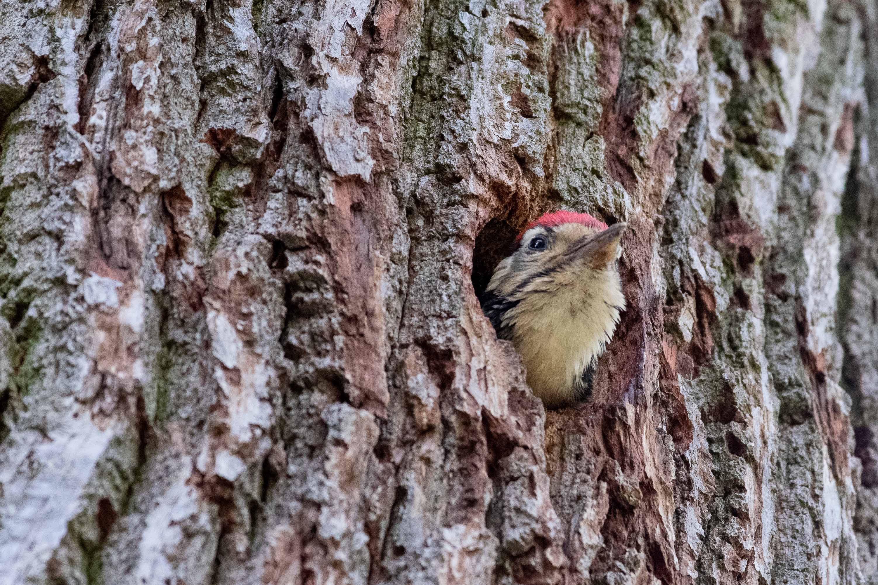 Great Spotted Woodpecker