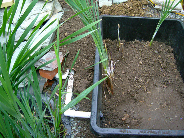 Fig 17 New Surge 2447