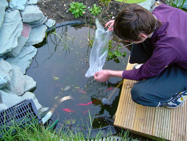 Fig 22A Fish released 2492