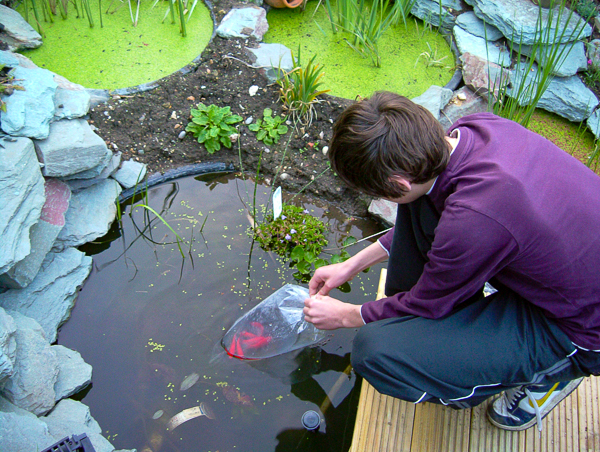 Fig 22 David preparing 2488