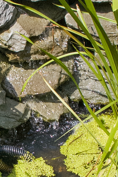 Fig 24C The waterfall One year on. 1412