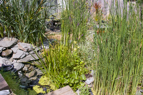 Fig 39A The planting filling out 1414