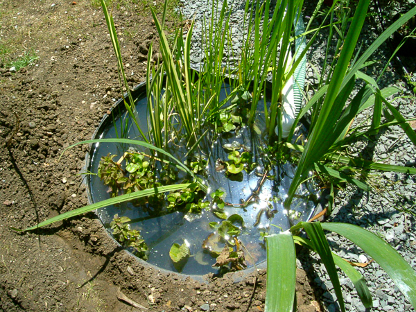 Fig 5A Sun on clearing water