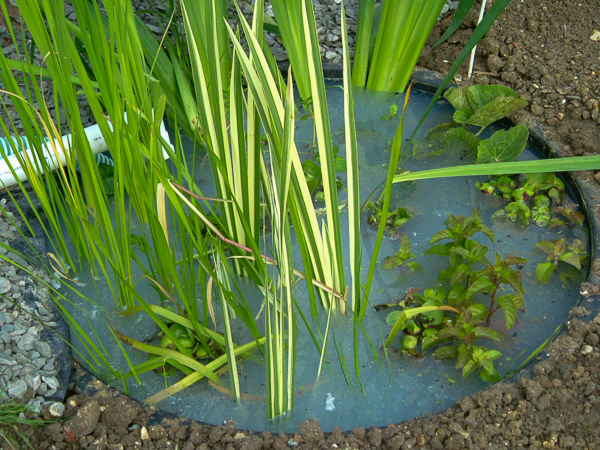 Fig 5 Phase 1 Planted landscaped and operational