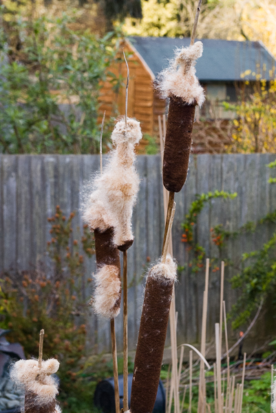 Figure 36 Bulrushes 600 1353