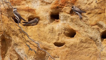 Sand Martins Nesting