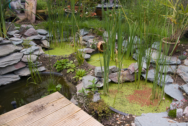 Water harvesting reed beds