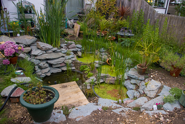 Water harvesting reed beds