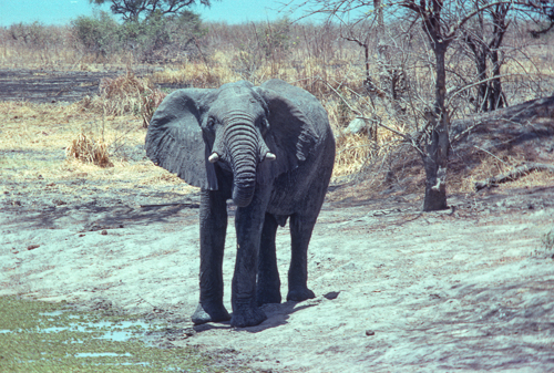 Elephant at waterhole not happy